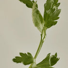 Matte Sun Stick : Mugwort + Camelia SPF 50+ PA++++