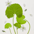 Light On Serum : Centella + Vita C