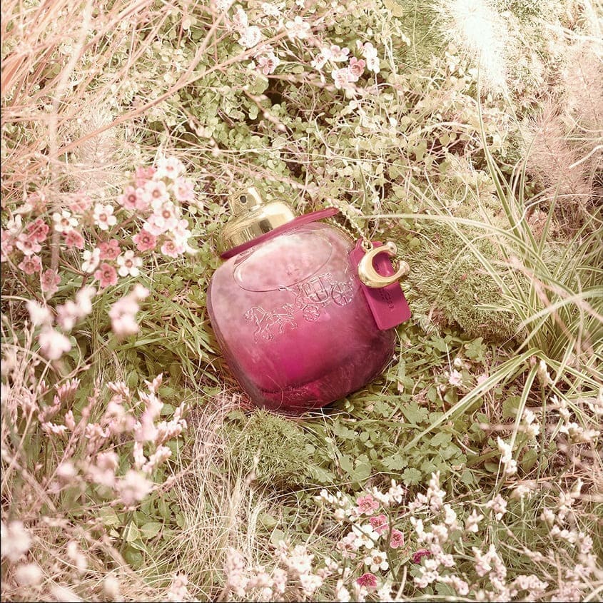 Wild Rose