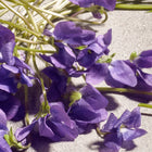 DOLCE&GABBANA DOLCE VIOLET EDT 50ML – صورة 5