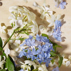 DOLCE BLUE JASMINE EDP 75ML