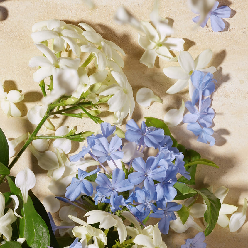 DOLCE BLUE JASMINE EDP 75ML