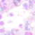 06 Lilac