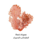Pure Clay Red Face Cleanser