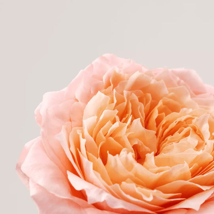Roselift Firming Re-Densifying Serum