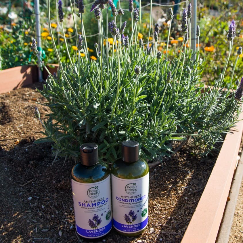 PETAL FRESH LAVENDER SHAMPOO 475 ML – buy online