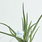 SKYBOTTLE Fragrance-Free Body Butter 290ml – صورة 5
