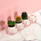 STARSKIN PINK CACTUS PUDDING 50ML