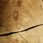 Infinite Oak