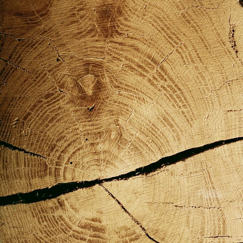 Infinite Oak