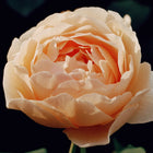 Daring Rose