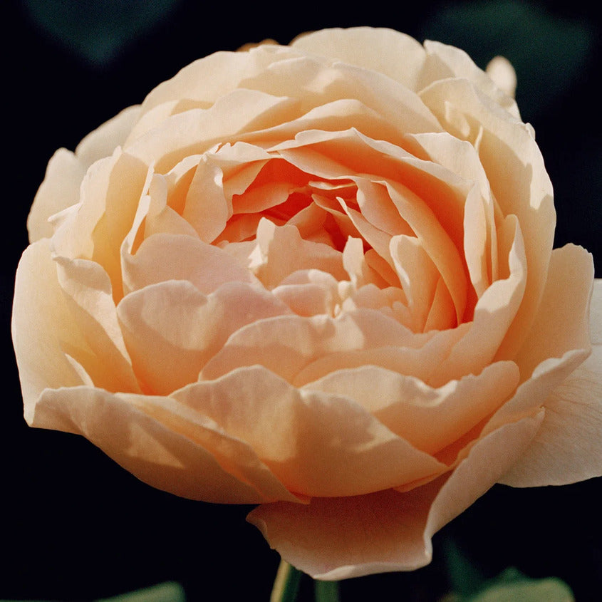 Daring Rose