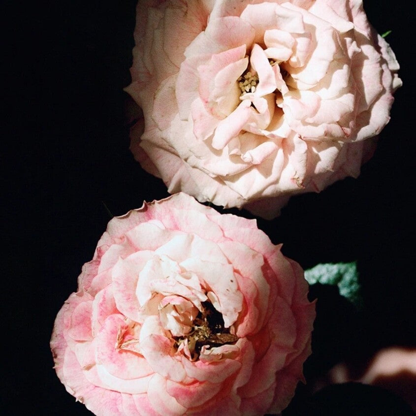 Sublime Rose