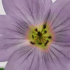 Mystic Geranium