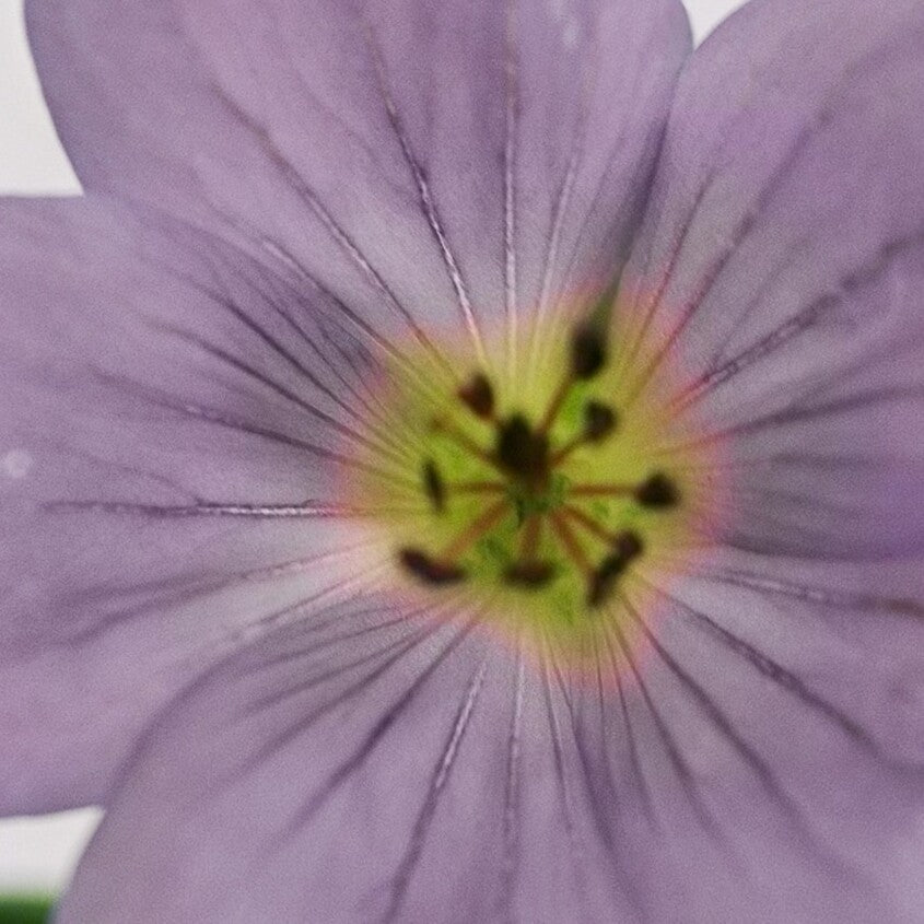 Mystic Geranium