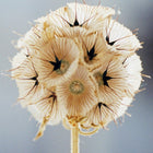 Mystic Geranium
