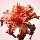 Flower Bomb Tiger Lily