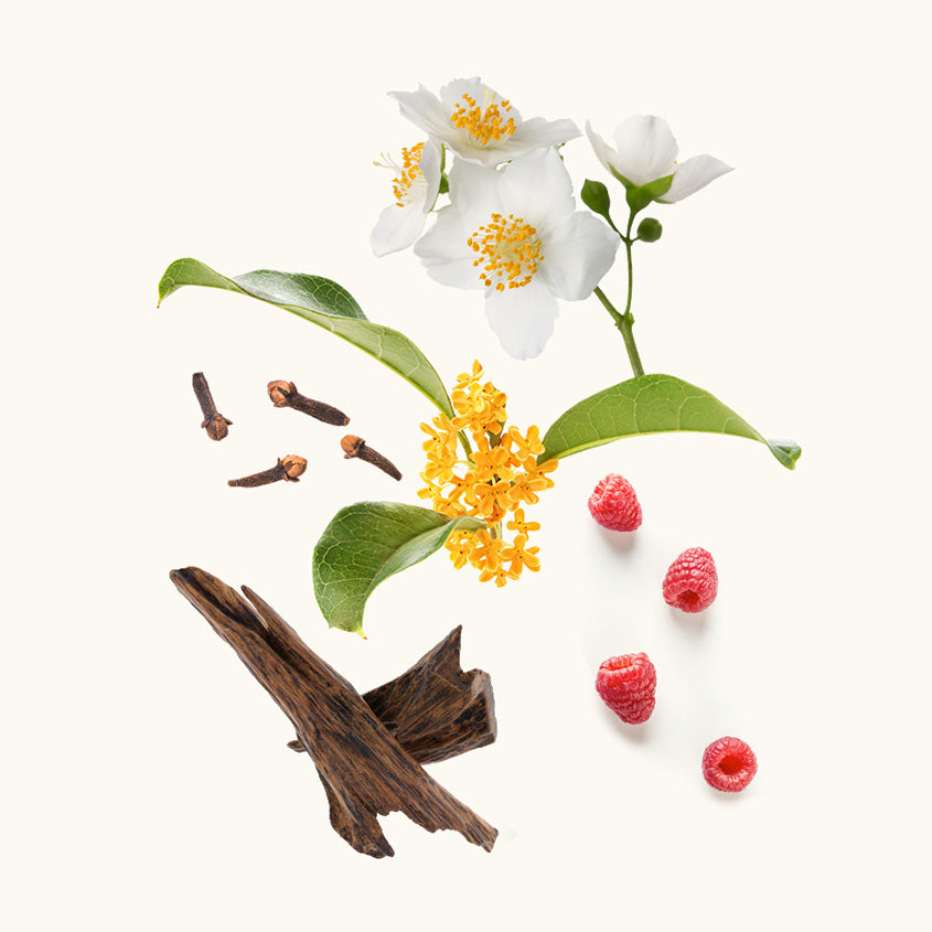 WIDIAN Samar – buy online
